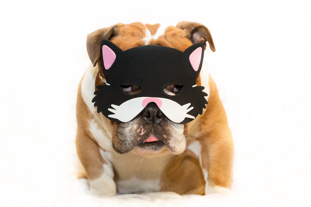 MamaTookOne's tweet photo. This is why I shit in your shoes. #naughtydog #intheright #halloween #dogsoftwitter #barkbox https://t.co/sCwyMJtQsM