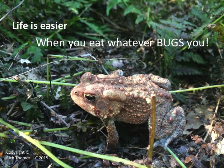 RichTLLC's tweet photo. #SundayFunday #RichThomas #Frogs have good advice https://t.co/QoBMvt7ZSX
