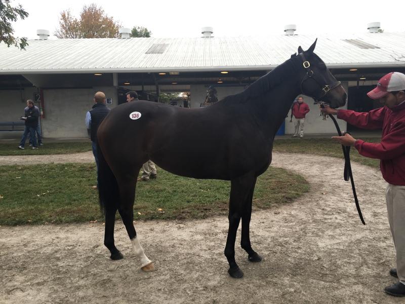GattoRacingLLC's tweet photo. Thegirlinthatsong selling today @FasigTiptonCo hip 136 @TaylorMadeSales @brettsantangelo https://t.co/3Q79IZugnx
