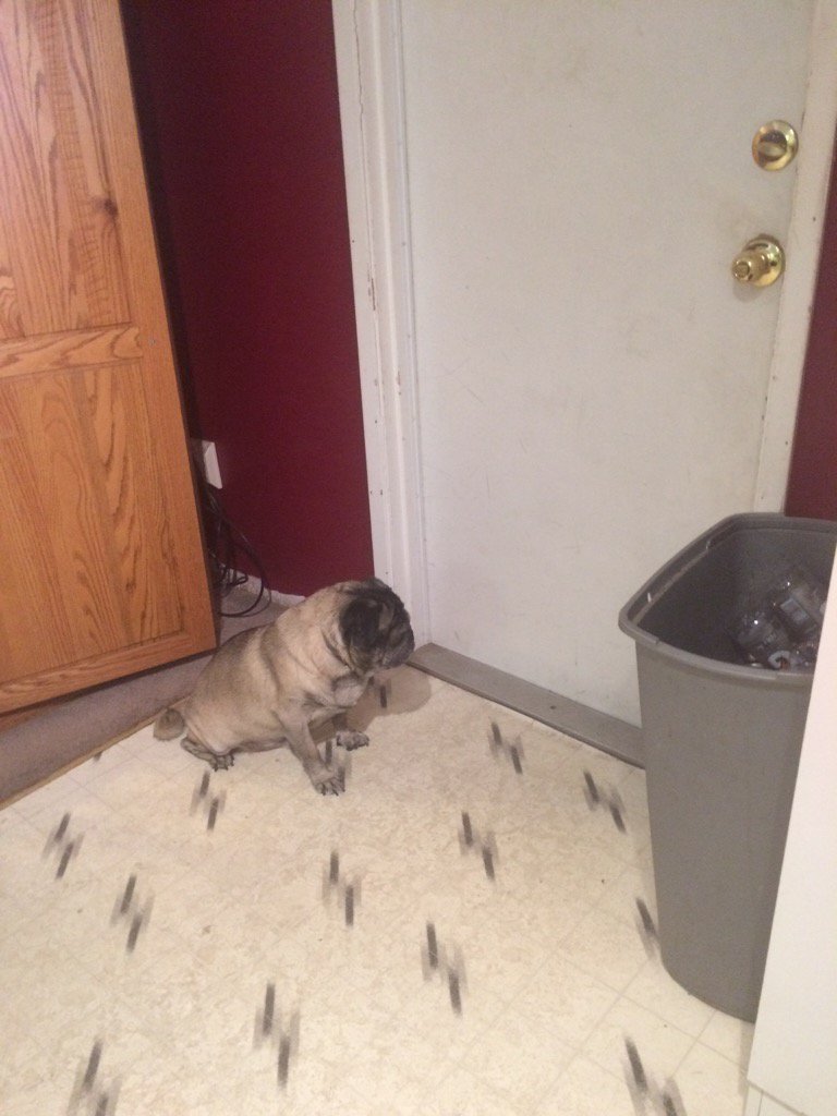Mothepug1's tweet photo. Still Waiting!!! https://t.co/rkSBnLXoO4