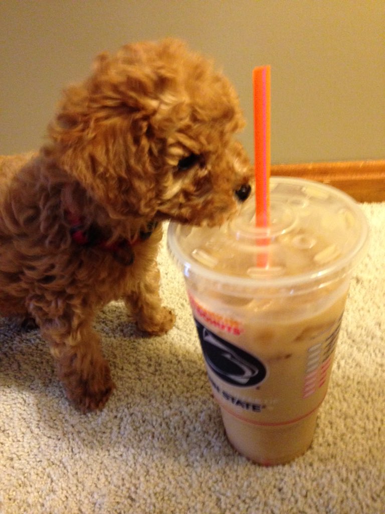 Transambarb's tweet photo. @DunkinDonuts Even my puppy wants Dunkin Donuts' iced coffee. https://t.co/wo2DmsOTQJ