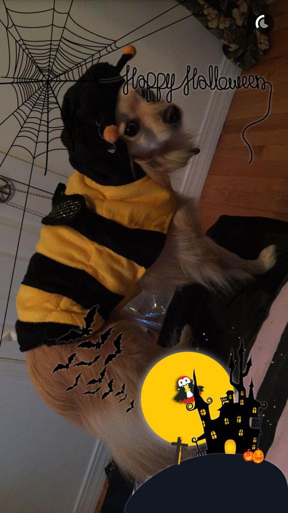 hammanerica's tweet photo. Halloween was hype 🎃💯🚬 https://t.co/IoSSWZ3NYk