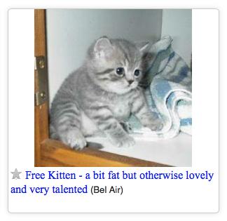 MeowIRL's tweet photo. meow irl https://t.co/XJOFrz3FJh