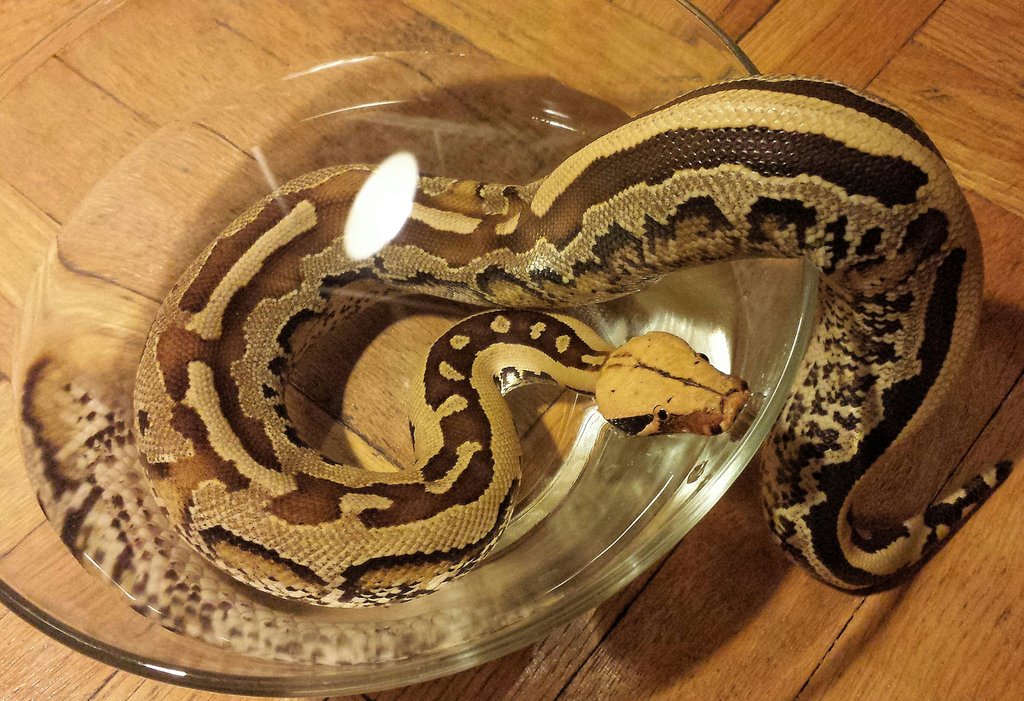 urbansnakemagic's tweet photo. Beautiful Alice having a soak! 💘 #pets #reptiles #snakesofig #borneoshorttailpython https://t.co/hV8DVXNpNa