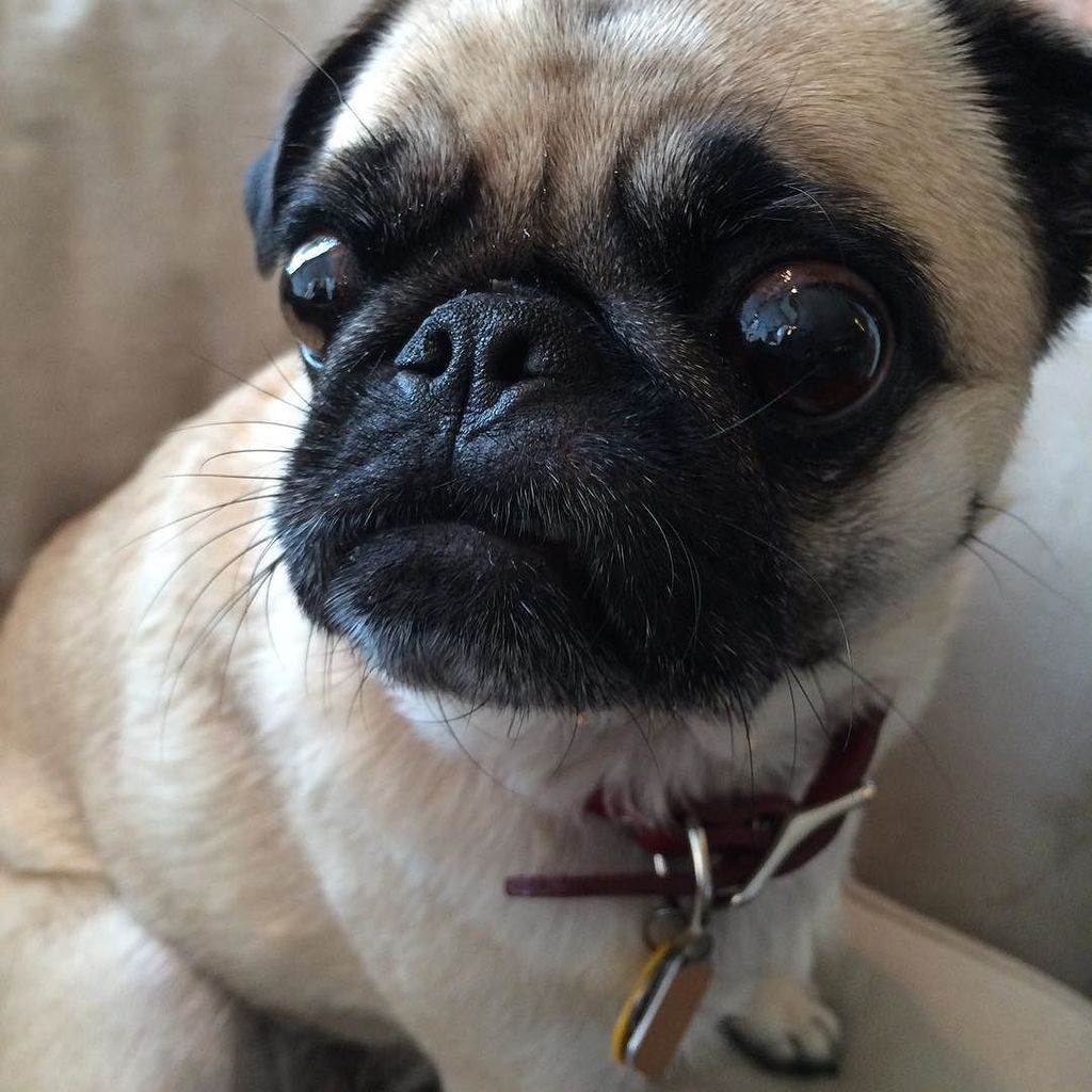 pixiebellepug's tweet photo. Time change?! ⏰ So, that means I have to wait another hour for dinner?! 😧 #fallbacksucks https://t.co/WHh32o79Je