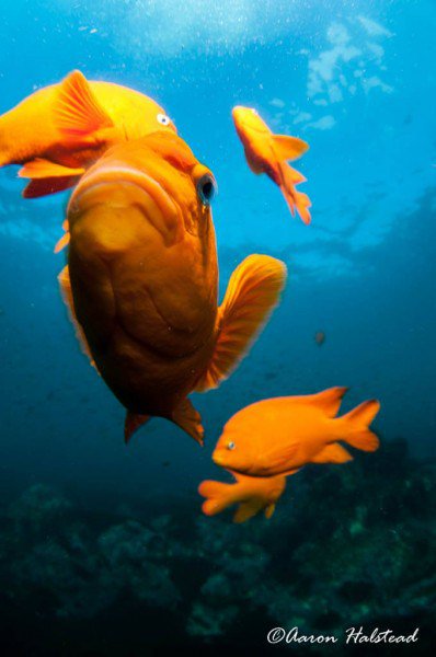 nullframe_'s tweet image. Halloween diving aaronhalstead.com/2015/11/01/hal…