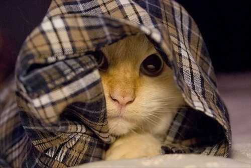 Sanook's tweet photo. หาเจอไหมเจ้าแมวน้อยซ่อนอยู่ไหน
https://t.co/PRiVoLSVZ9 https://t.co/raHFvrCdfQ