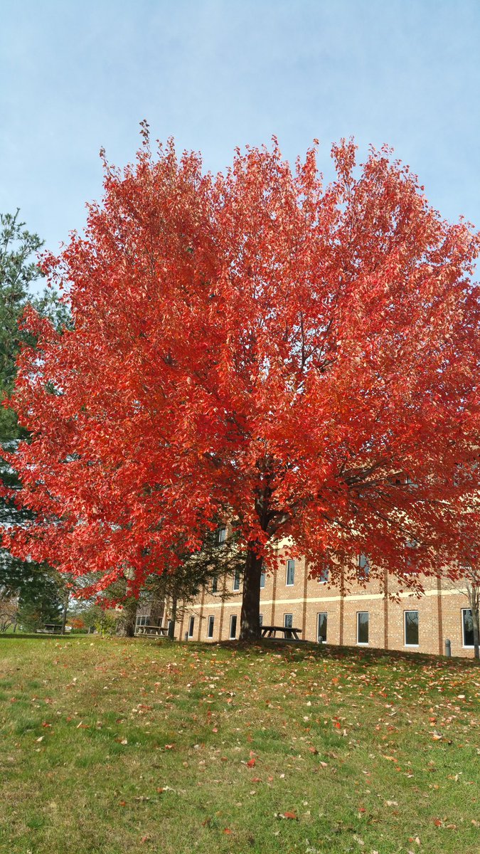 MN_Ad_Man's tweet photo. @wccokingjohn #prettyleafcontest https://t.co/FPcwpDmoMY