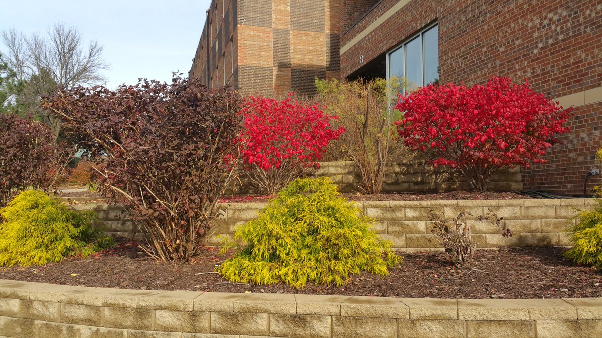 MN_Ad_Man's tweet photo. @wccokingjohn #prettyleafcontest https://t.co/FPcwpDmoMY