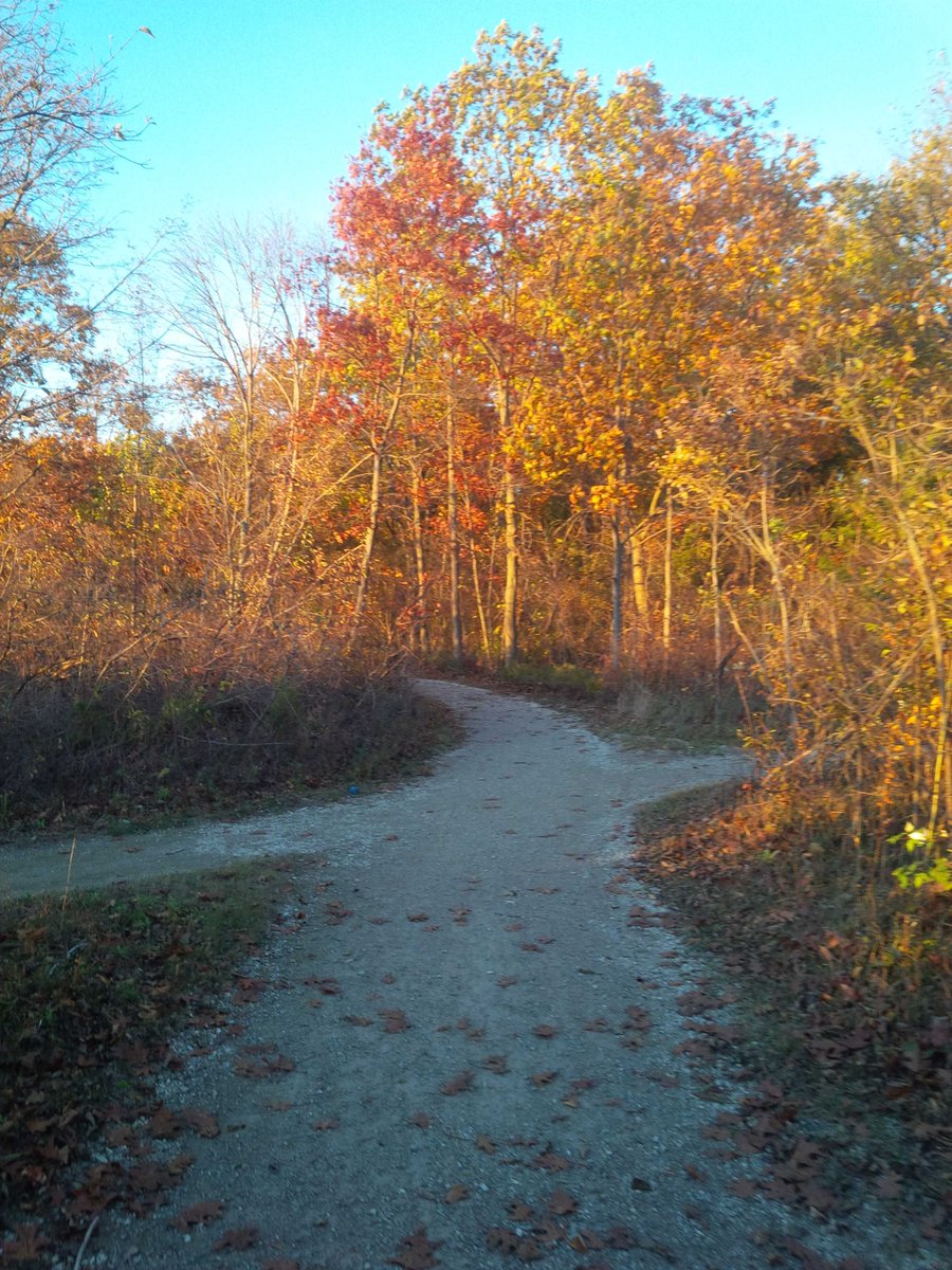 cerwright's tweet image. At the White Pine and West Coast walking trail on a late  afternoon fall day!