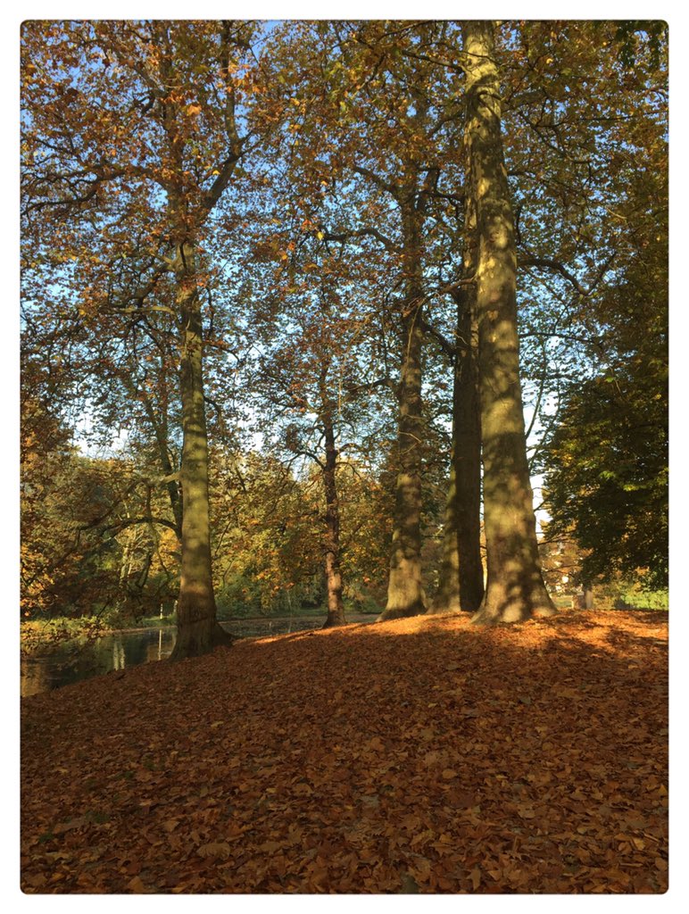 #Herfst  #EuromastPark @RdamBinnenstad
