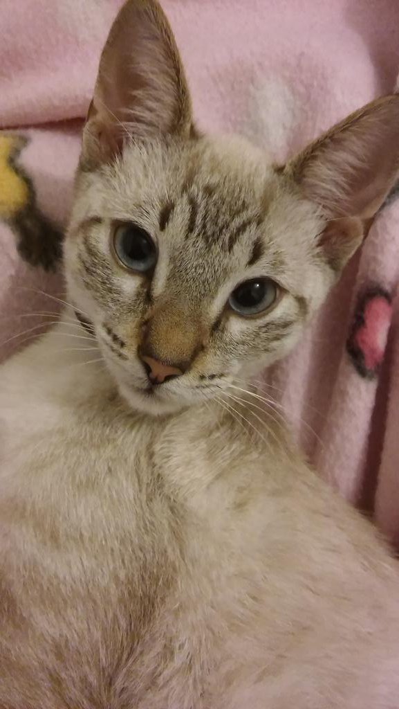 RLC_Rocio's tweet photo. 😻😻😸 https://t.co/5gMUgepwsa