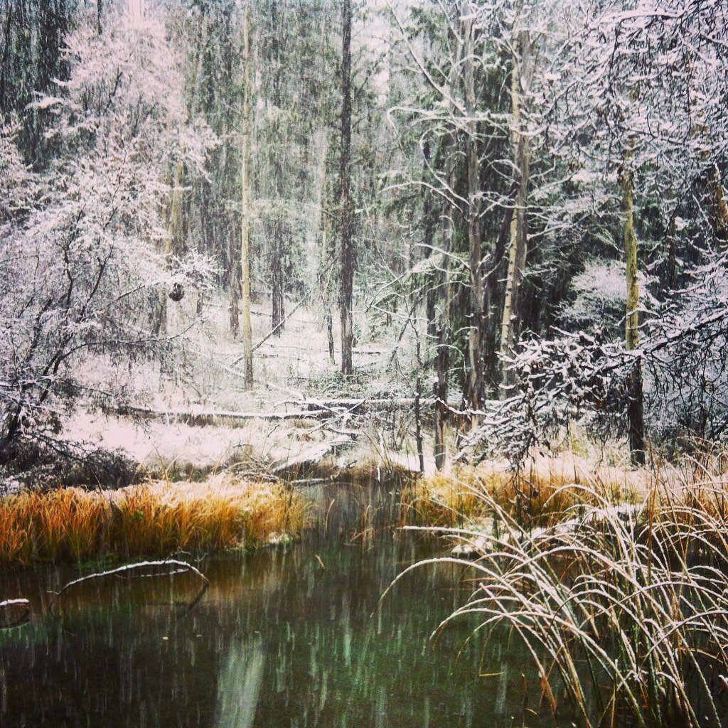 AliCatArt's tweet photo. Exploring Banff Springs in the snow. #NotOttawa https://t.co/oemha4QkTp