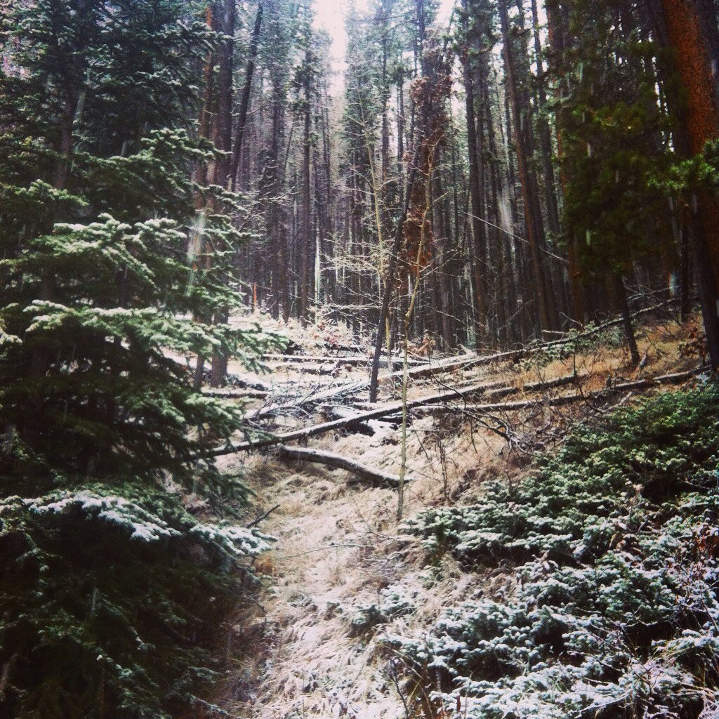 AliCatArt's tweet photo. Exploring Banff Springs in the snow. #NotOttawa https://t.co/oemha4QkTp