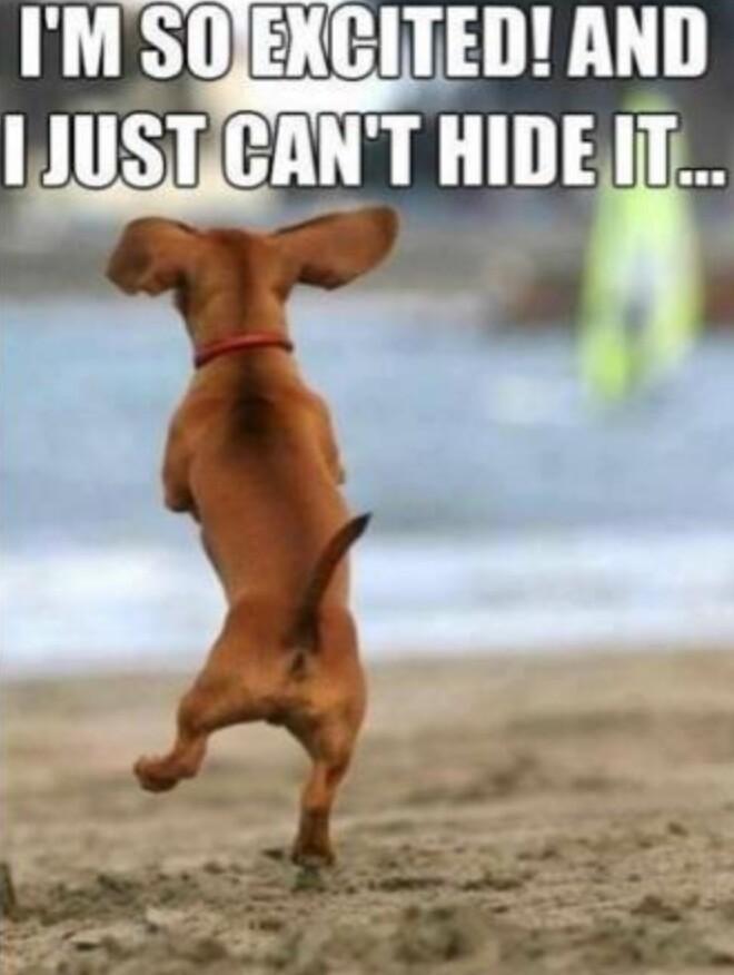 sievingthedream's tweet image. Me waiting for my calendar... 😊 @PointlessBlog @PBMerch #PointlessBlog2016