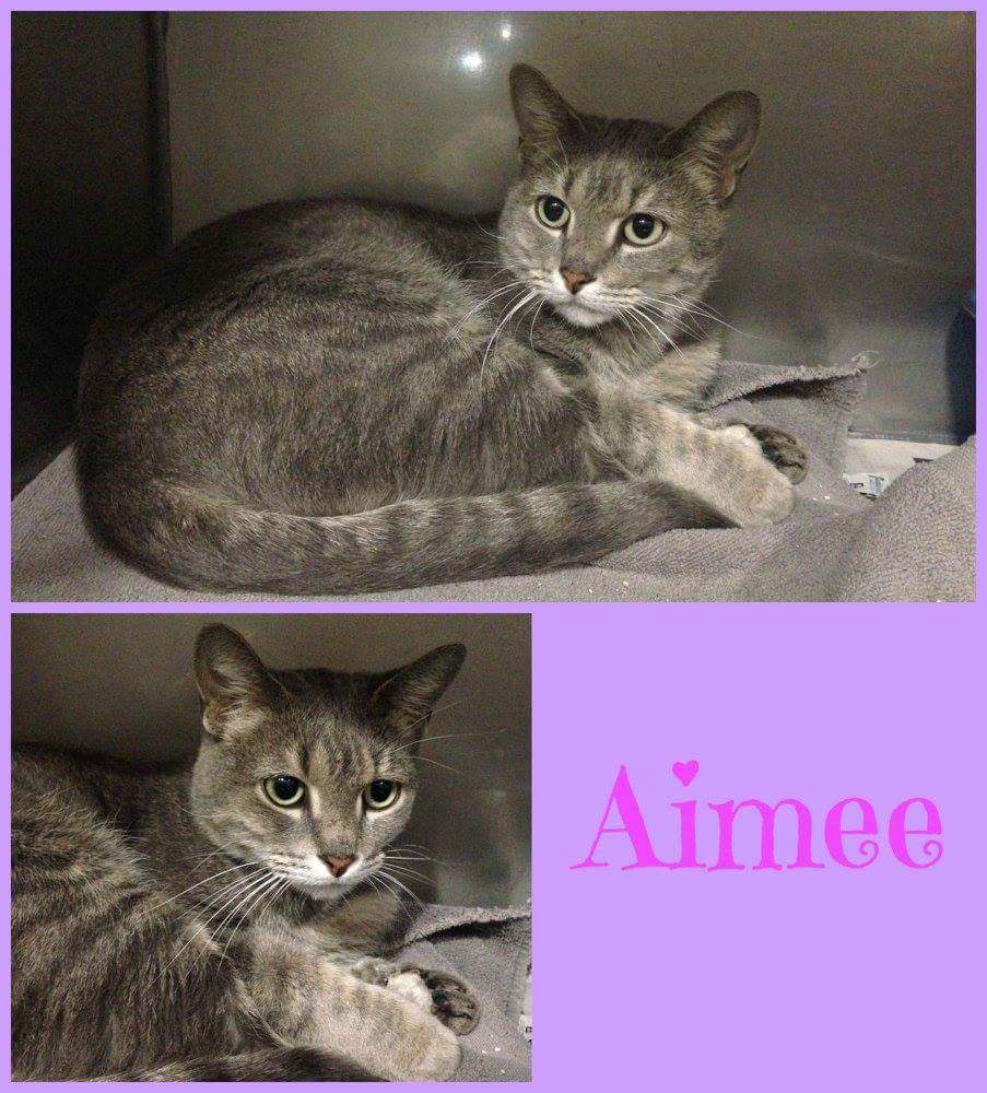 KymZ76's tweet photo. Needs #rescue by Wednesday at JTAC Transfer Team in Joliet @Cat_Guardians @CatNapFromHeart @ChgoShelterCats https://t.co/8jKwFqwHWa