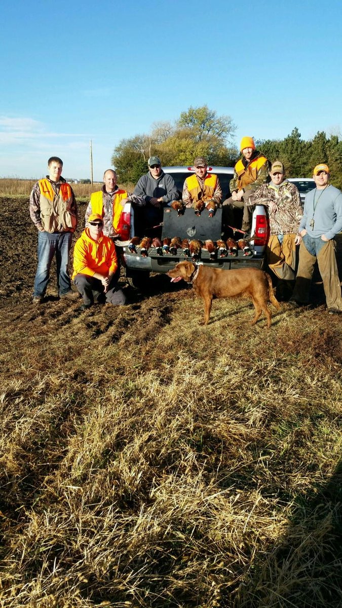 _JoshBlum's tweet image. No need to come to SewardCo to pheasant hunt- we got em all. Actually good pop this year! #theydoexist
