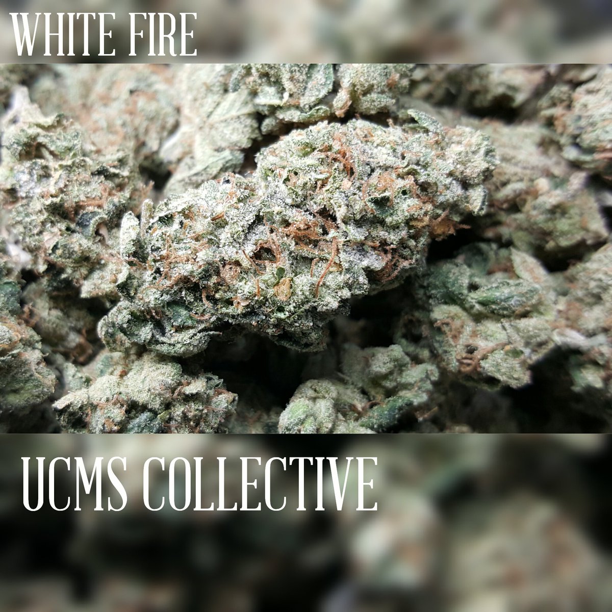 UCMSCOLLECTIVE's tweet photo. Sunday Funday!!! white fire is on the shelves! https://t.co/XmmH1RlFhs