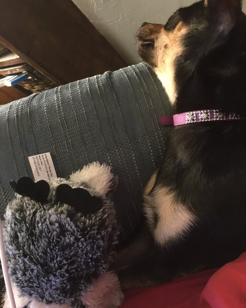TheDavisRescues's tweet photo. I can't sleep without my @barkbox  owl #rescuedog #chihuahua @rescuedloretta https://t.co/Zk6BZm99Wx