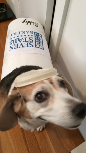 BiddyTheBeagle's tweet photo. @7starsbakery Did you see my Halloween Costume? https://t.co/UnkfoPeUhX