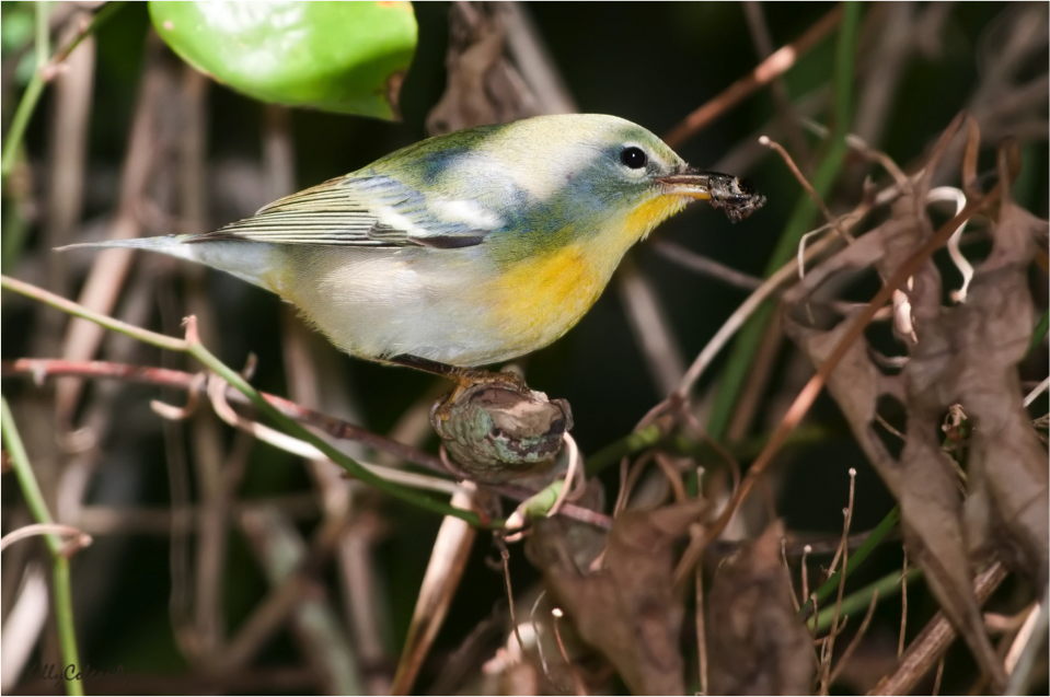 PenningtonBirds's tweet photo. The Northern Parula is an East Coast bird, but several have lived in California since the 1950s. #trivia #birding https://t.co/CjjWg7i0et