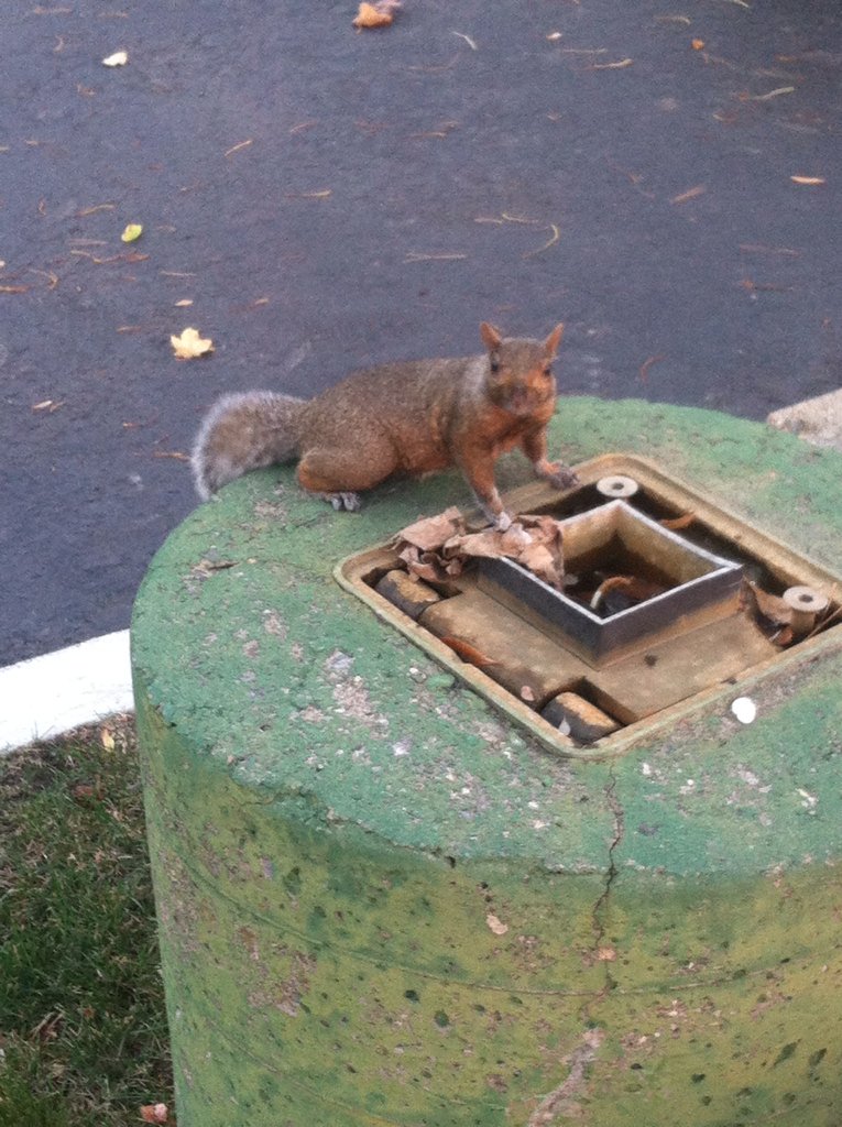 iamcapnbrunch's tweet image. This is how my day is going, well in a nutshell