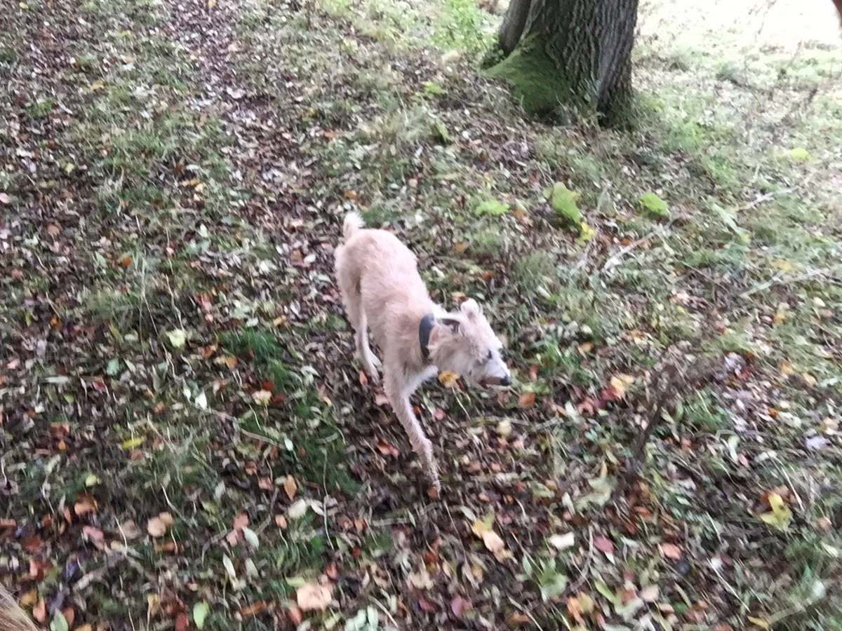 lost dog kate spicer