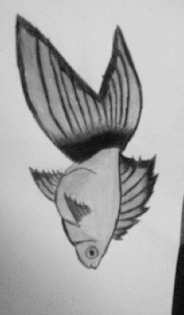 zexion642's tweet photo. Soooo...i tried to draw a fish, it didn't work as well as id hoped but aslong as its good enough for the teacher https://t.co/OFWJF5TVwp