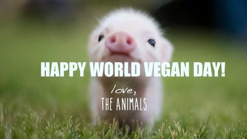 marriedvegans's tweet photo. https://t.co/mFbx1hRTWI