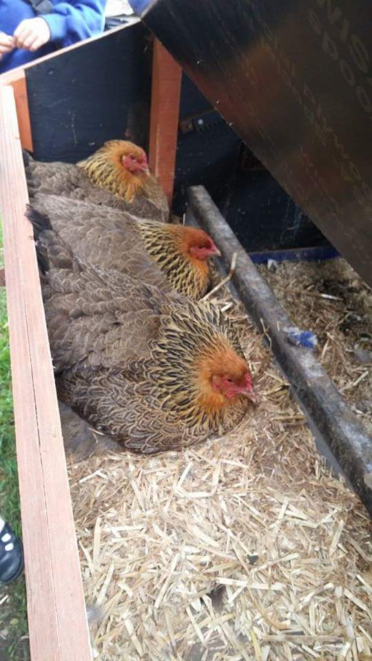 PrivateChefPete's tweet photo. Happy chickens https://t.co/wPZv8GRiUh