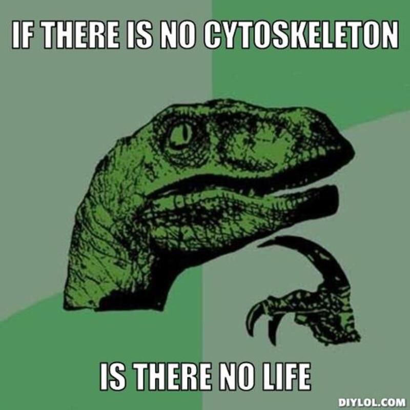 CytoUrSkeleton's tweet photo. ???????? https://t.co/PEw3qZ4Yoo