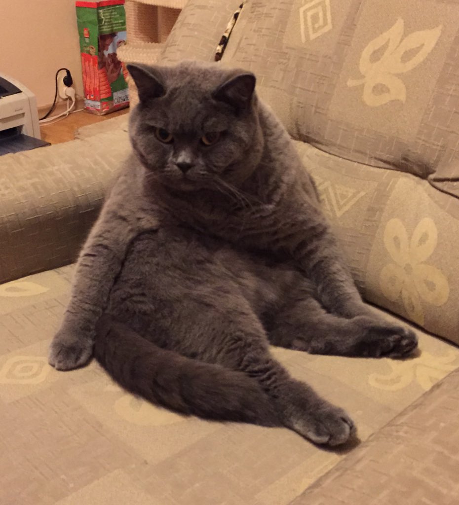 magda_siwik's tweet image. Kot władca fotela ❤️ #PanKot