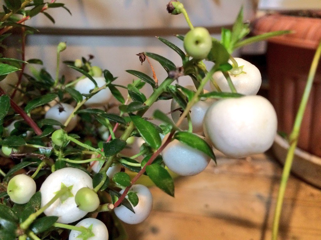 おはよね ハッピーベリーの花言葉は 実る努力 今日の花 米山香織 Scoopnest