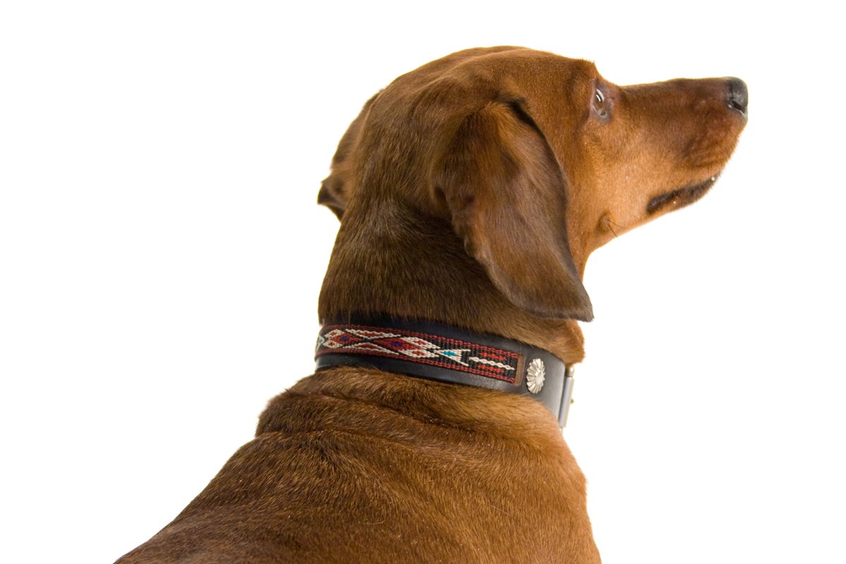 organiclena's tweet photo. We're loving the #designs of The Little West #Collar by @GitliGoods 
https://t.co/5HLM5DgZXm https://t.co/LuohNjRQc4