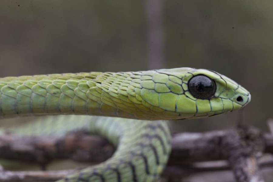 A3Noticias's tweet photo. Karl Schmidt,el científico que contó su agonía hasta morir tras una picadura de serpiente https://t.co/2sR33OCjhi https://t.co/pgoPrQN8Li