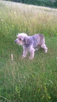 millypod1's tweet photo. #Lost ELDERLY Cross Breed Female NEEDS MEDS & SPECIAL DIET
#GreatBircham #Norfolk #PE31
https://t.co/YN9oA0yNl4 https://t.co/8GHLmGbwOQ