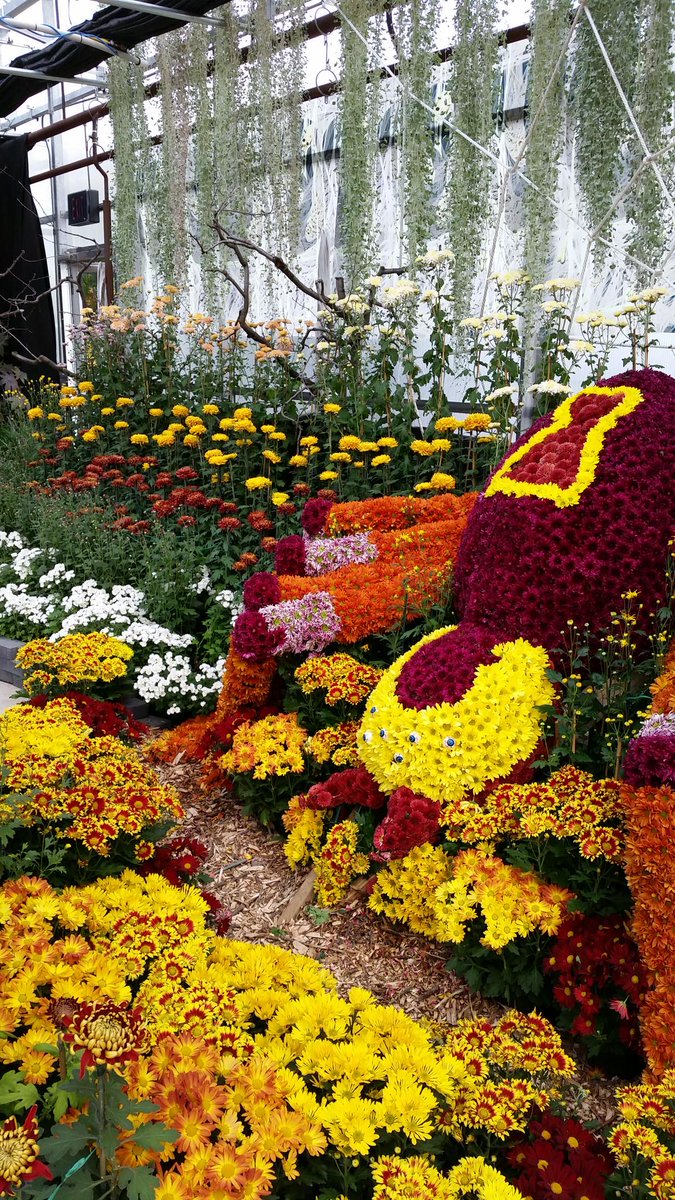 la_fiorista's tweet photo. Great job at the mum show 2015 gage park! https://t.co/NH3FIRoJDJ