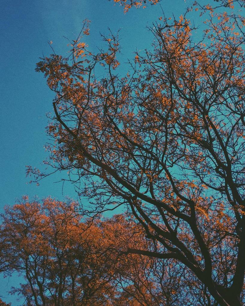 drabist's tweet photo. #orangeleaves #bluesky #fall #autumn #chicago https://t.co/HRuuklxGWF https://t.co/pzosbNqwRF