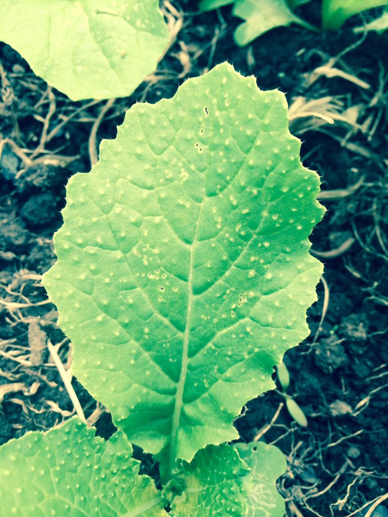 CharlottePGWS's tweet photo. Leaf Miner showing up on #Barkant Turnips, Waikato. #WatchYourCrops https://t.co/Rsr3bCHpv1 https://t.co/8P5uIQSd9g