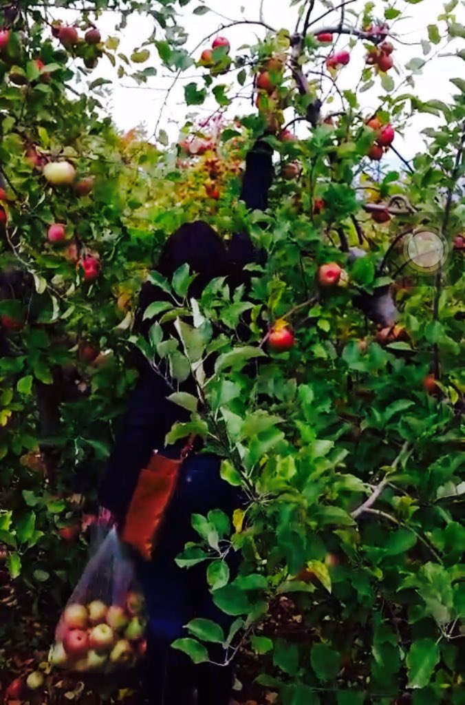 Jaackyleon's tweet photo. #ApplePicking2015πππππππ https://t.co/ivGnJM2XmQ