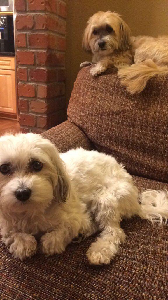 dogsofheritage's tweet photo. ernie and ellie make the best duo 💖🐶 https://t.co/027TrYA3xR