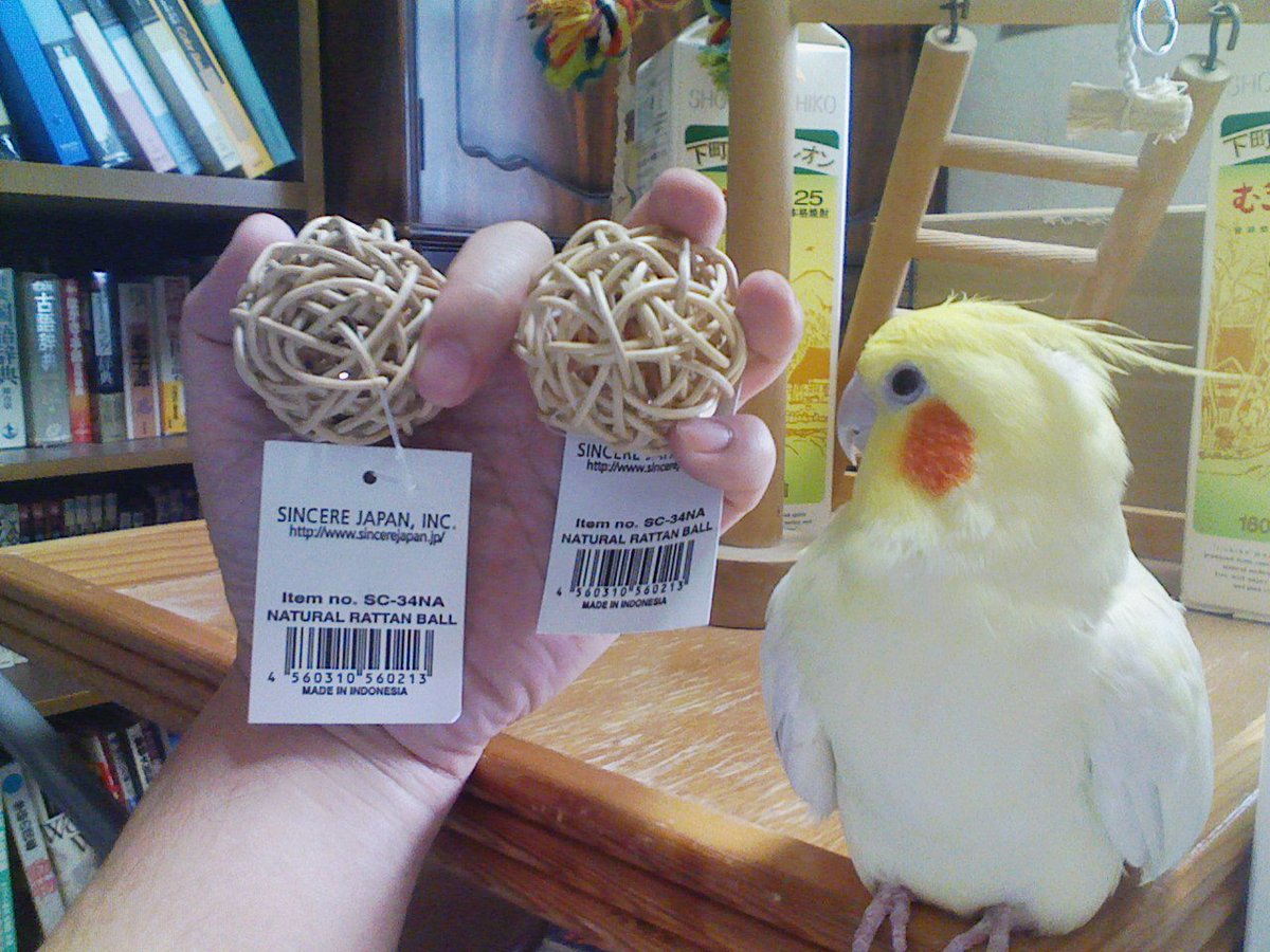 いいちこインコの飼い主 花沢りん吉 先日 名古屋に画材を買いに出かけた時に チュン太さん用のオモチャを買って来た 因みに いいちこインコさんは この手のオモチャでは遊ばない T Co Jk1tstvyma