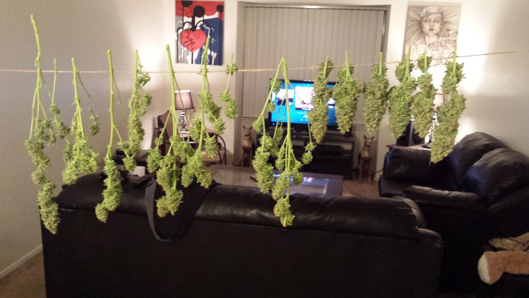 TheKindLife420's tweet photo. Boom! black jack. #cannabis https://t.co/gr6CfMj2Mp