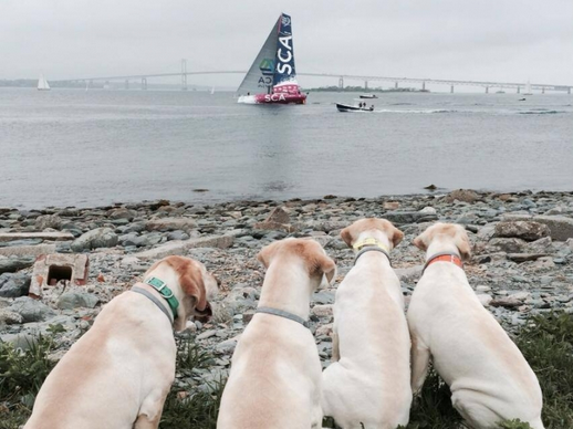 hotelviking's tweet photo. We can't wait for the @volvooceanrace to come back next year! #DogsofNewport #NewportRI https://t.co/KnuvoyswhV