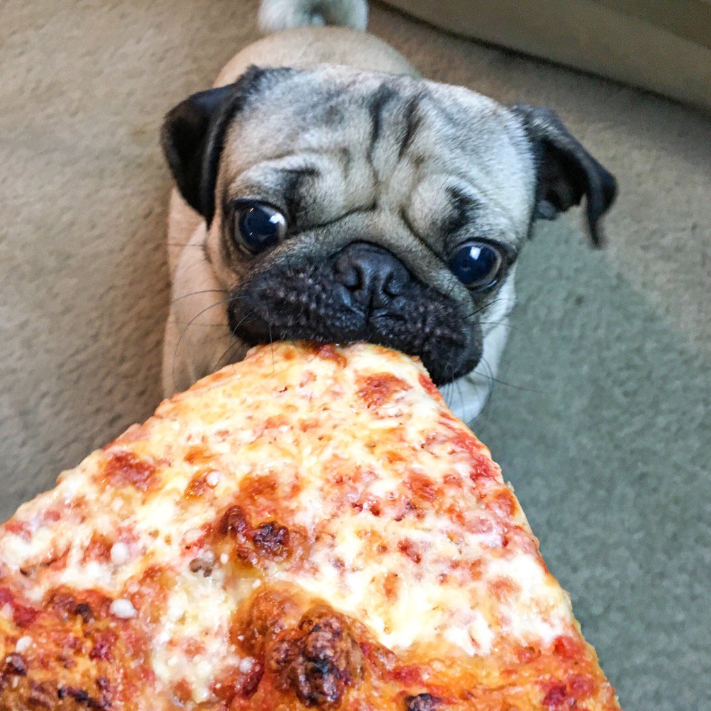 pug status doug the pug on quot i like u more than pizza and i really like pizza https t pug status doug the pug on quot i like u more than pizza and i really like pizza https t