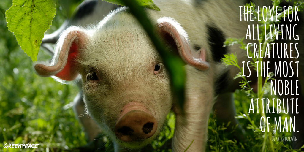 greenpeaceusa tweet picture