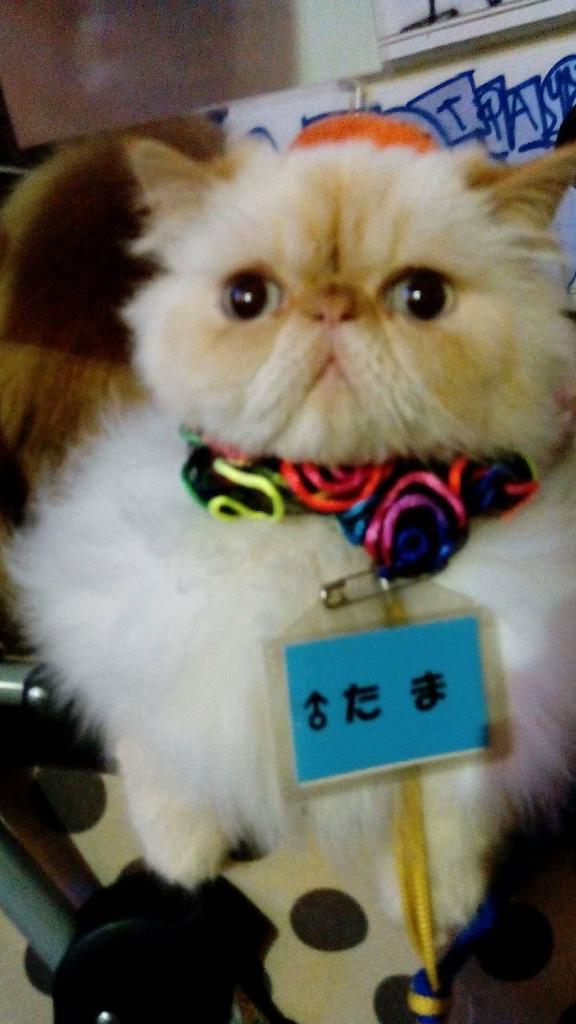 九州猫おじさん 9rbomikan Twitter 九州猫おじさん 9rbomikan Twitter