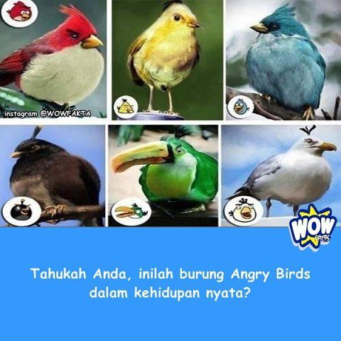 kontenwow's tweet photo. Faktagram hari ini: #tahukahkamu #tahukahanda #wowfakta #fakta #faktanya #wow #mostpopular … https://t.co/h0jBwmtVpw https://t.co/4v4Ux8TCdf