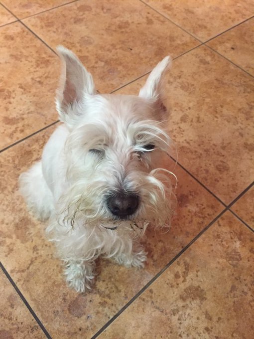 #gethomemom #schnauzergang #whiteschnauzer #lonelydog https://t.co/0can4NA7JN<a href="/tag/gethomemom"class="tags">#gethomemom</a><a href="/tag/schnauzergang"class="tags">#schnauzergang</a><a href="/tag/whiteschnauzer"class="tags">#whiteschnauzer</a><a href="/tag/lonelydog"class="tags">#lonelydog</a>
