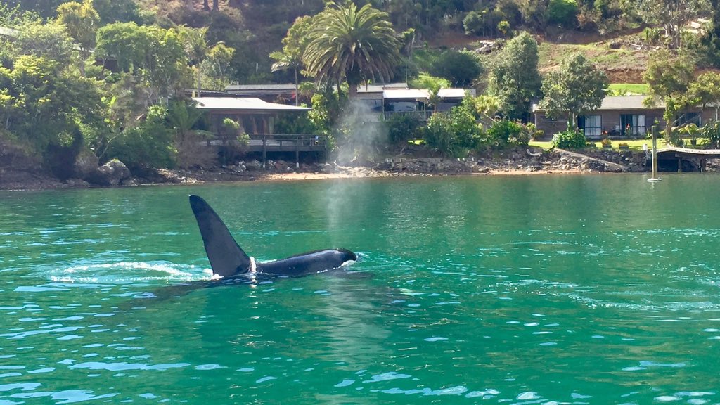 whangaroawater's tweet photo. Another day in paradise #orca cruising #Whangaroa #newzealand #NZMustDo #kingfishlodge #bushmansfriend https://t.co/vXgFzVCyFn